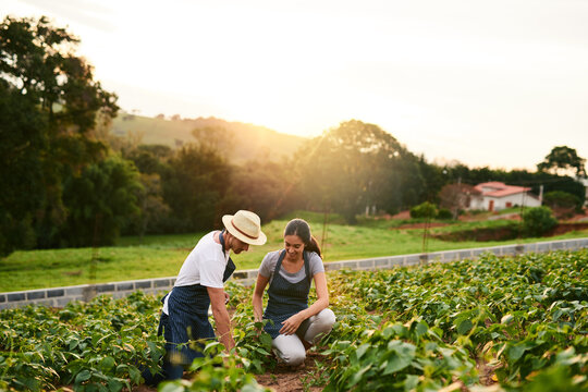 Nature, couple and farming together, outdoor and love for sustainability, woman and man in morning. Working, crops and growth of vegetable for harvest, teamwork and farmer for agriculture in USA - Powered by Adobe