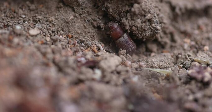 Western Pine Beetle close up on a piece of tree bark