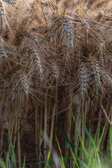 golden wheat field in summer, ears of wheat in the wind