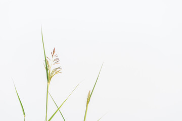 single grass, sky background