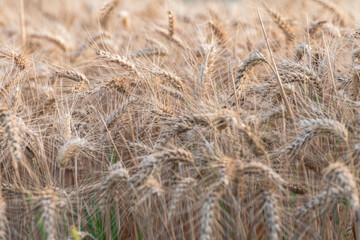 golden wheat field in summer, ears of wheat in the wind