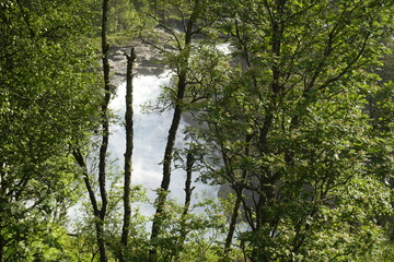 Nature of Norway. Forests in the mountains and mountain rivers. Beautiful views. Coniferous plants.