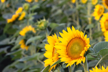 yellow sunflower field, summer, agriculture, beautiful 