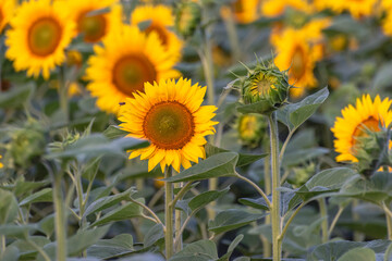 yellow sunflower field, summer, agriculture, beautiful 
