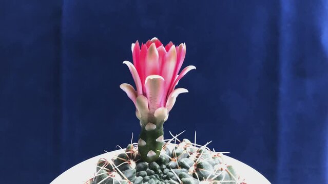 Zeitraffer einer Kaktusbl&uuml;te beim &Ouml;ffnen und Schlie&szlig;en