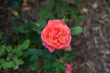 beautiful roses and flowers in the park