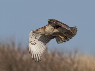 Immature Red-tailed Hawk in flight