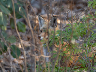 A concealed Red Fox lurking in the bushes