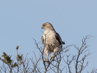Immature Red-tailed Hawk perched in the top of a bush searching for prey