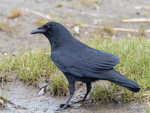 Close up portrait of an adult Fish Crow