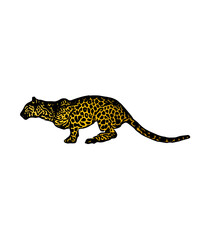 Animal ilustration design leopard, for logo, icon, template 