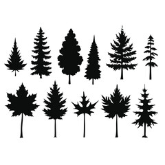 Obraz premium various maple field leaf silhouettes on a white background isolated 