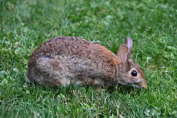 gray hare in the bushes,