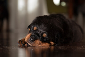 Rottweiler puppy with a soulful look, beautiful baby recently born and sitting on the floor, Little puppy with sad eyes