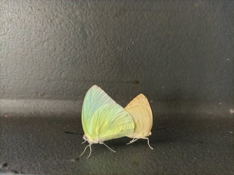 Catopsilia Pomona or Lemon Emigrant is medium-sized pierid butterfly found in Asia and Australia. Two species of yellow butterflies (male and female) isolated on dark gray background with copy space.