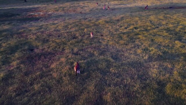 A kangaroo runs across a field of grass at sunset, with an aerial perspective.
