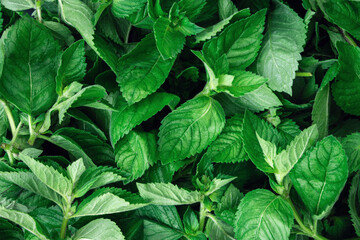 Fresh green mint leaves close-up.