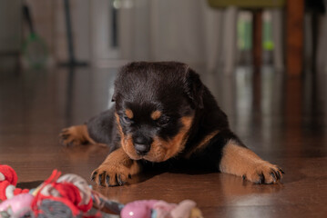  Rottweiler puppy with a soulful look, beautiful baby recently born and sitting on the floor,...