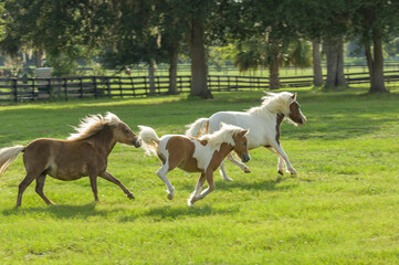 Herd of Miniature horse ponies race across grass pasture