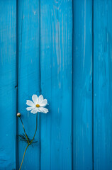 Obraz premium A blue wooden wall adorned with white flowers, offering a minimal and creative advertising concept with ample copy space for a company logo.