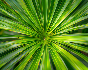 Obraz premium A close up of the center symmetry of a vibrant green palm leaf, with its intricate patterns and textures rendered in high detail. Flat lay