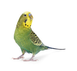 Beautiful bright parrot on white background. Exotic pet