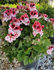 Pink flowers on natural background. Pink flowers in natural environment.