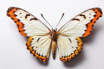Fototapeta premium Butterfly, isolated on white, top view