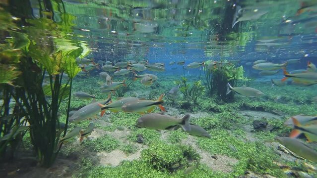 Shoal in river spring - Bonito, Mato Grosso do Sul, Brazil