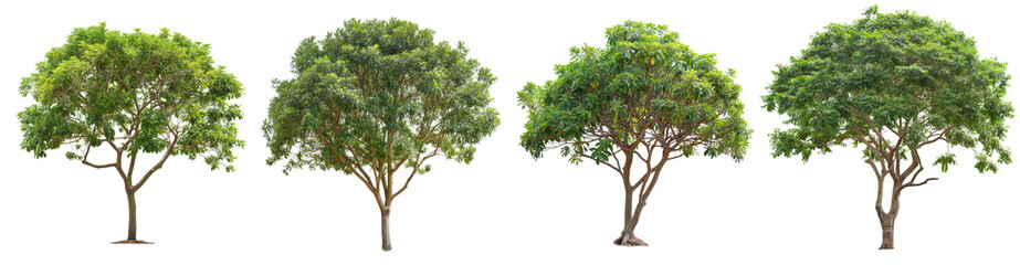 spring or summer fresh  green tree collection set PNG isolated transparent background