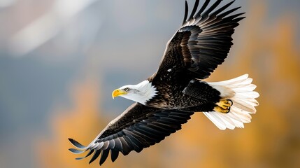 Obraz premium Majestic eagle soaring, 8k resolution, full ultra HD, realistic, colorful icon, vector style