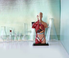 anatomical model of the human body