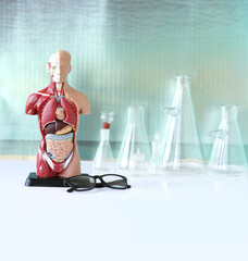 anatomical model of the human body