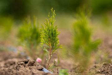 Young thuja seedling with irrigation system, blurred background
