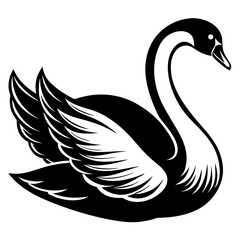 black and white swan