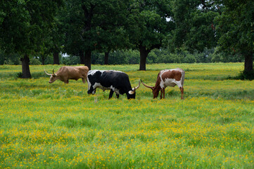 Obraz premium A herd Longhorn cattle grazing and relaxing in a pasture full of yellow flowers and trees offering shade to cool off under.