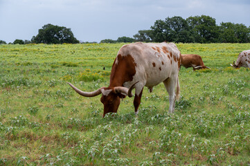 A white Longhorn bull with an orange head and neck, and spots on its sides grazing on the green grass in a ranch pasture.