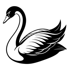 black and white swan