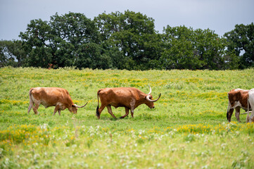 Fototapeta premium Longhorn cattle with long, curved horns walking through a grassy pasture full of bright, yellow flowers on a warm, summer afternoon.