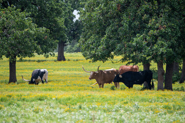 A herd Longhorn cattle grazing and relaxing in a pasture full of yellow flowers and trees offering shade to cool off under.