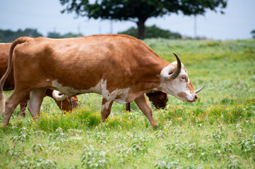 Obraz premium Longhorn cattle with long, curved horns walking through a grassy pasture full of bright, yellow flowers on a warm, summer afternoon.