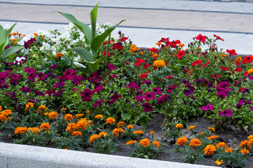 Flowerbed with bright flowers in city park.