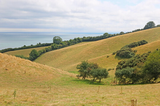 Coast of South Devon above Maidencombe	