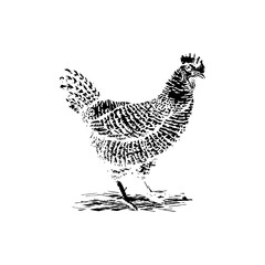 chicken Vector