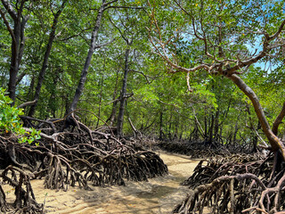 Brazil, Morro de São Paulo - 2022, October: mangrove, Tree roots on the beach 