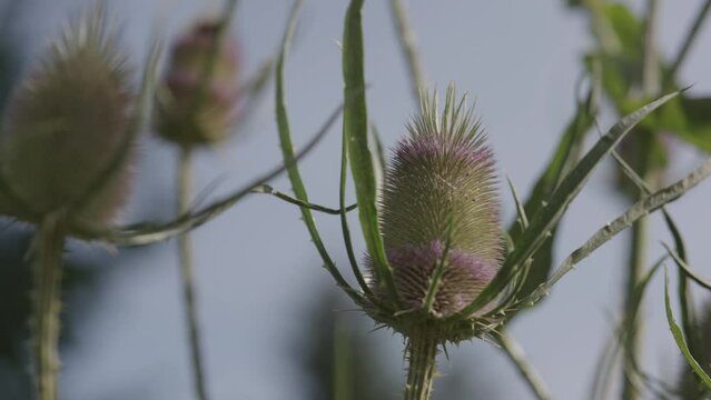 Wilde Karde (Dipsacus fullonum) 