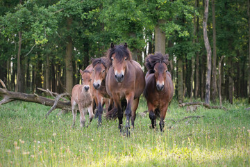 Herd of Exmoor Pony's with foal
