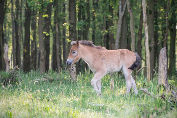 Exmoor Pony foal