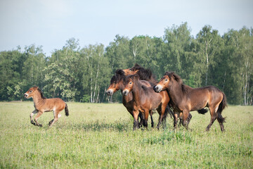 Running herd of Exmoor ponies with foal in front