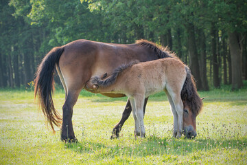 Exmoor pony foal drinking from mother